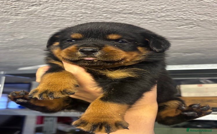 Rottweiler cani - Annuncio 1