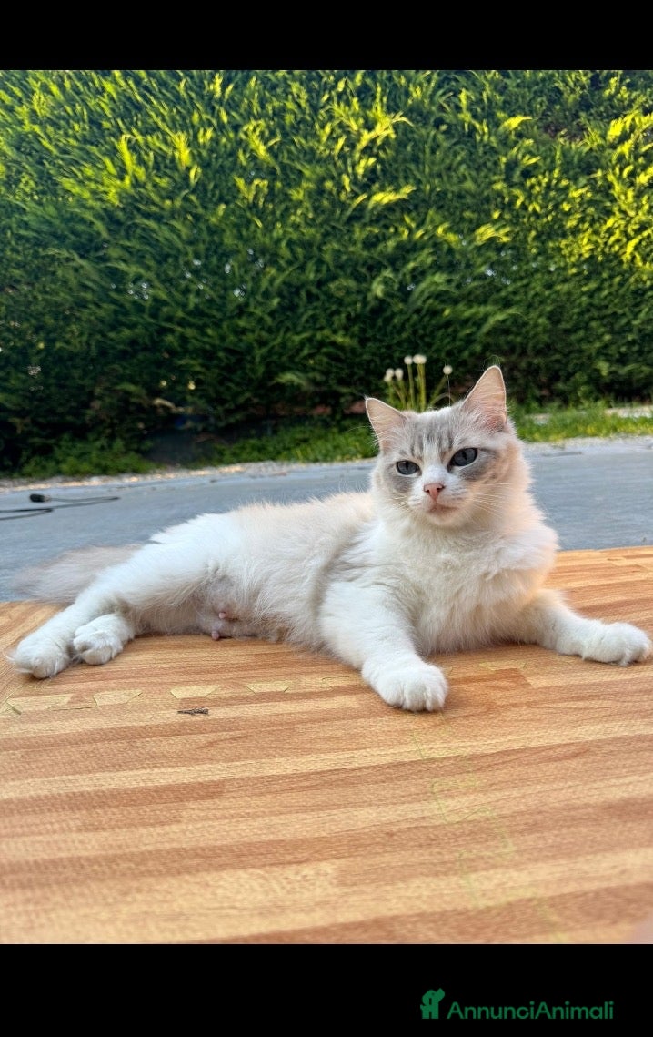 Ragdoll gatti Famiglia ragdoll - Annuncio 1