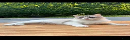 Ragdoll gatti in vendita: Famiglia ragdoll a Città Metropolitana di Torino - Annuncio 1