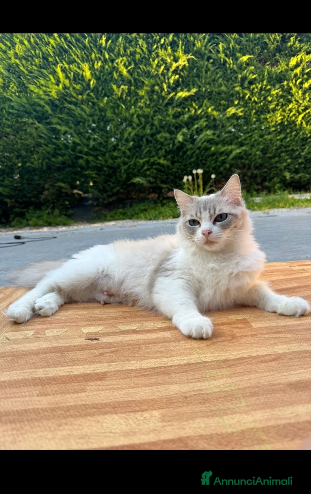 Ragdoll gatti in vendita: Famiglia ragdoll a Città Metropolitana di Torino - Annuncio 1