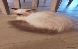 Persiano gatti in vendita: Gattina persiana  a Città metropolitana di Palermo - Immagine 2