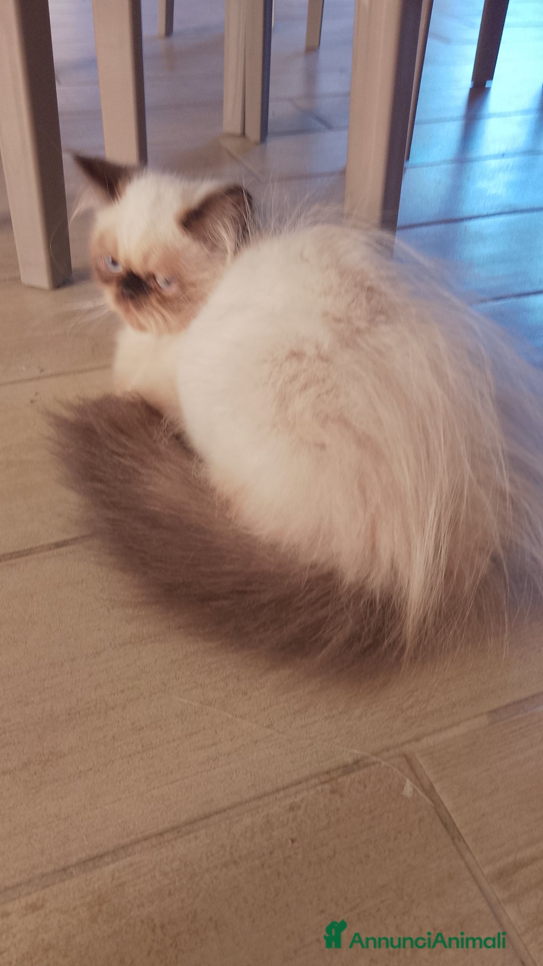Persiano gatti in vendita: Gattina persiana  a Città metropolitana di Palermo - Immagine 2
