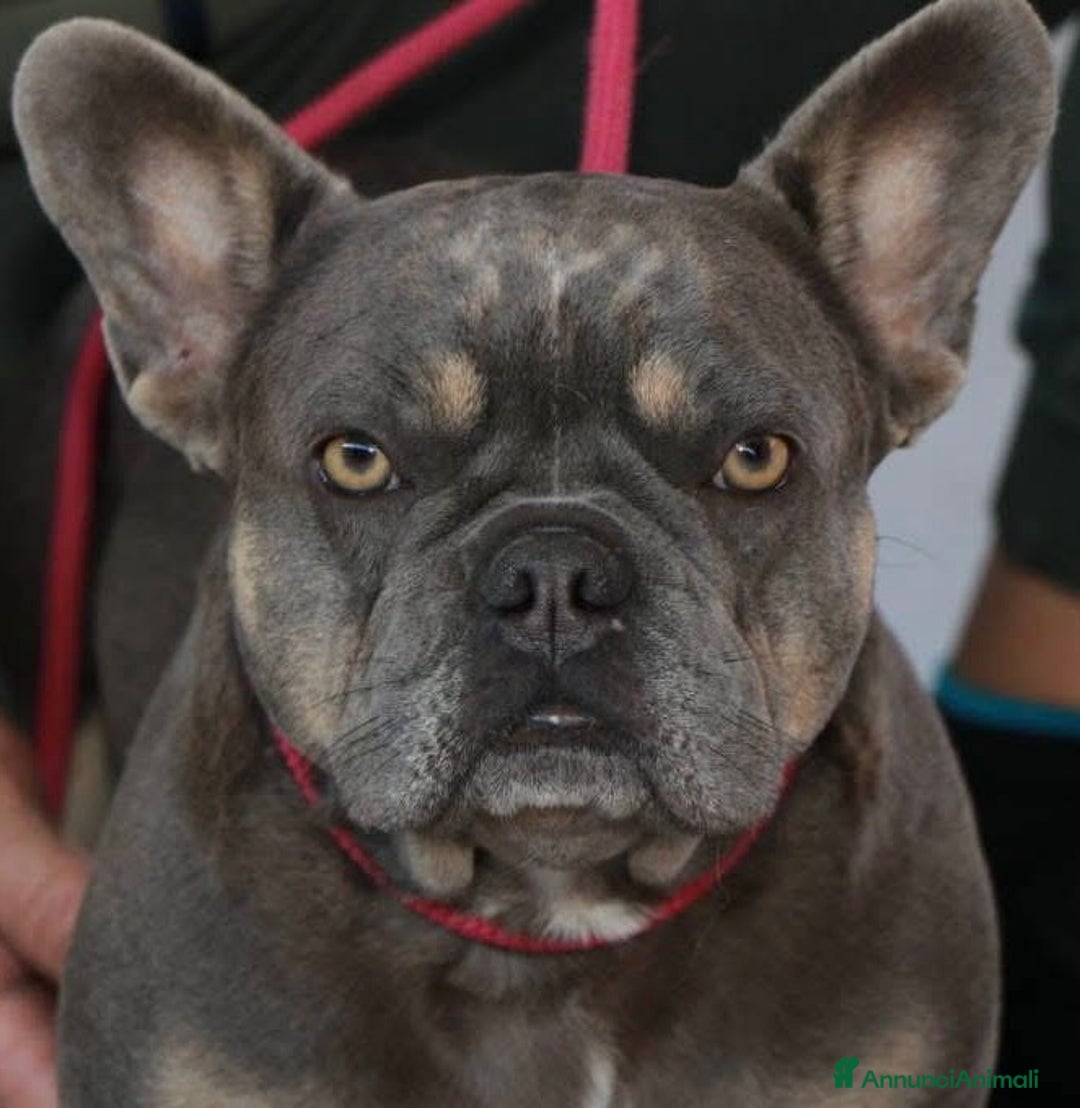 Bulldog Francese cani in vendita: Cuccioli bouldogue francesi esotici  a Città metropolitana di Roma Capitale - Immagine 7