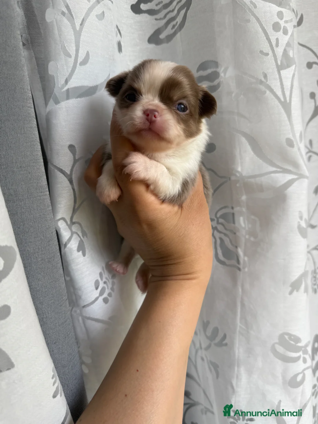 Chihuahua cani in vendita: Chihuahua pedigree Enci  - Annuncio 2