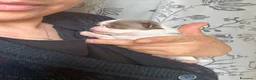 Chihuahua cani in vendita: Chihuahua pedigree Enci  - Annuncio 3