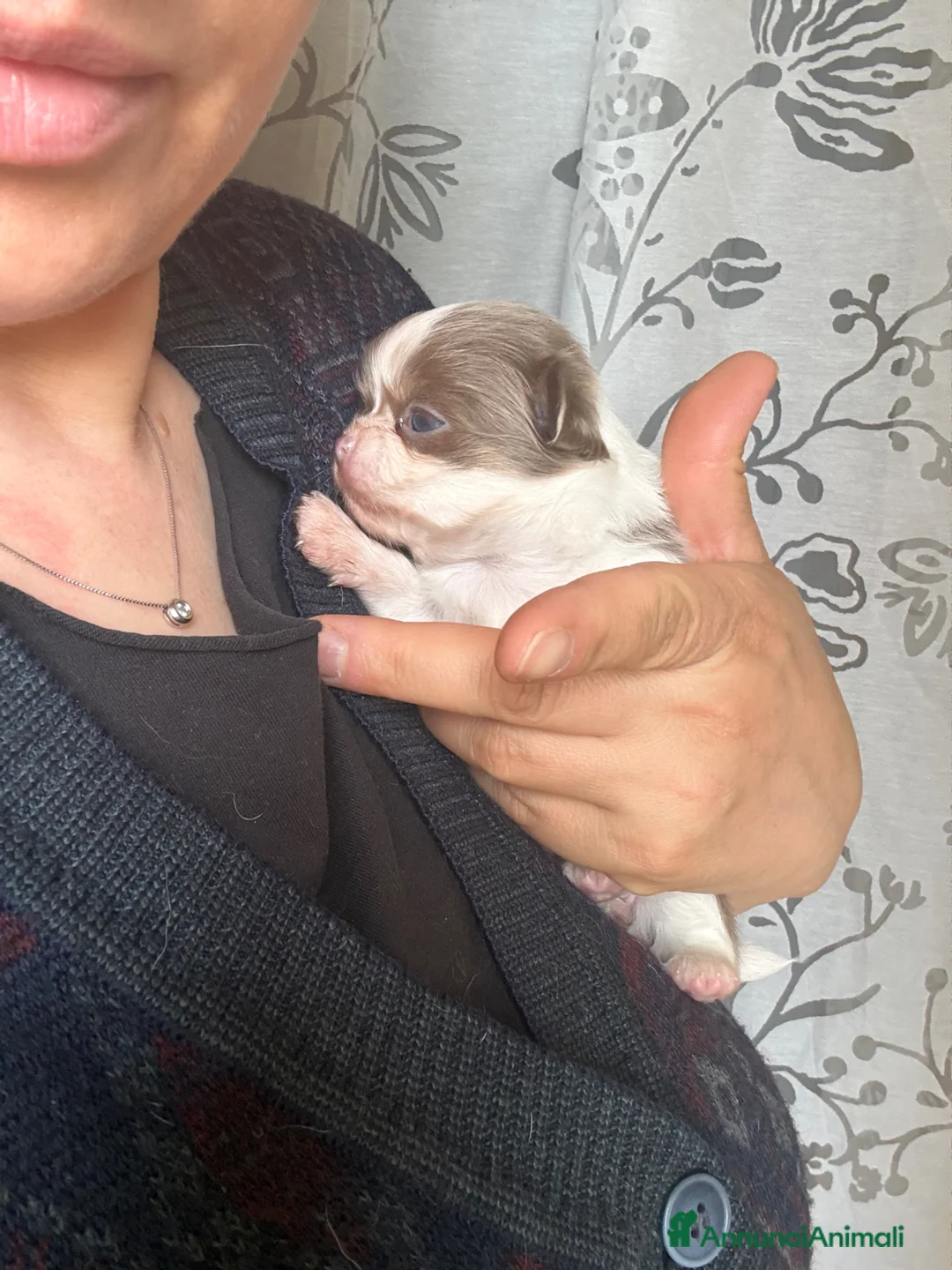 Chihuahua cani in vendita: Chihuahua pedigree Enci  - Annuncio 3