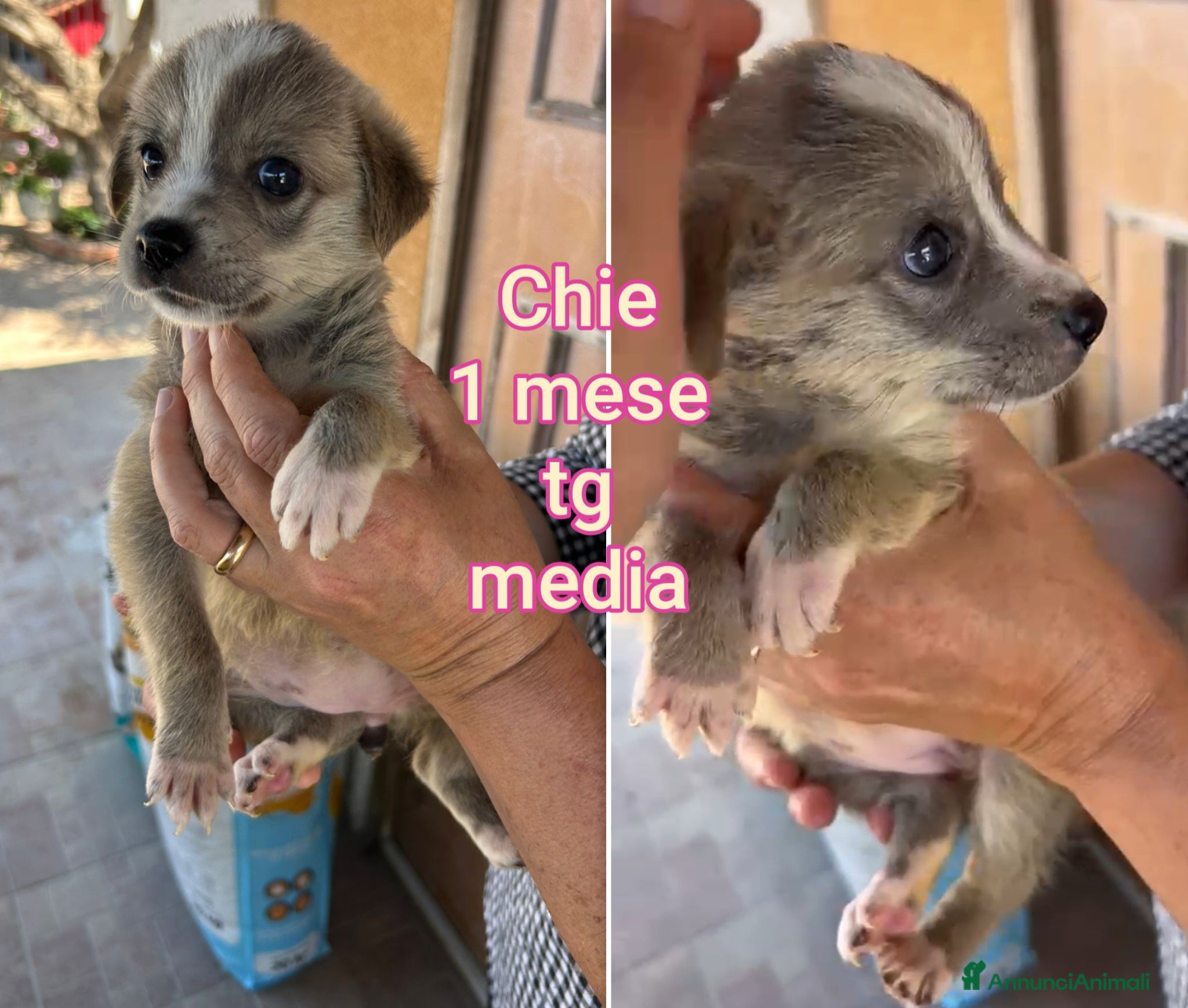 Meticcio cani TANTI CUCCIOLI SOLI! - Annuncio 19