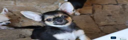 Chihuahua cani in vendita: Cuccioli chihuahua pedigree enci  - Annuncio 4