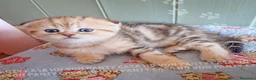 Scottish gatti in vendita: Cuccioli Scottish Fold con Pedigree - Annuncio 16