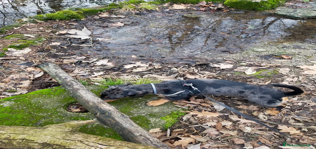 Immagine della galleria {{count}}