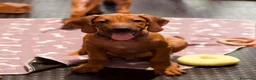 Rhodesian Ridgeback cani in vendita: Cuccioli Rhodesian Ridgeback con Pedigree ENCI - Annuncio 12