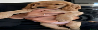 Cocker 2