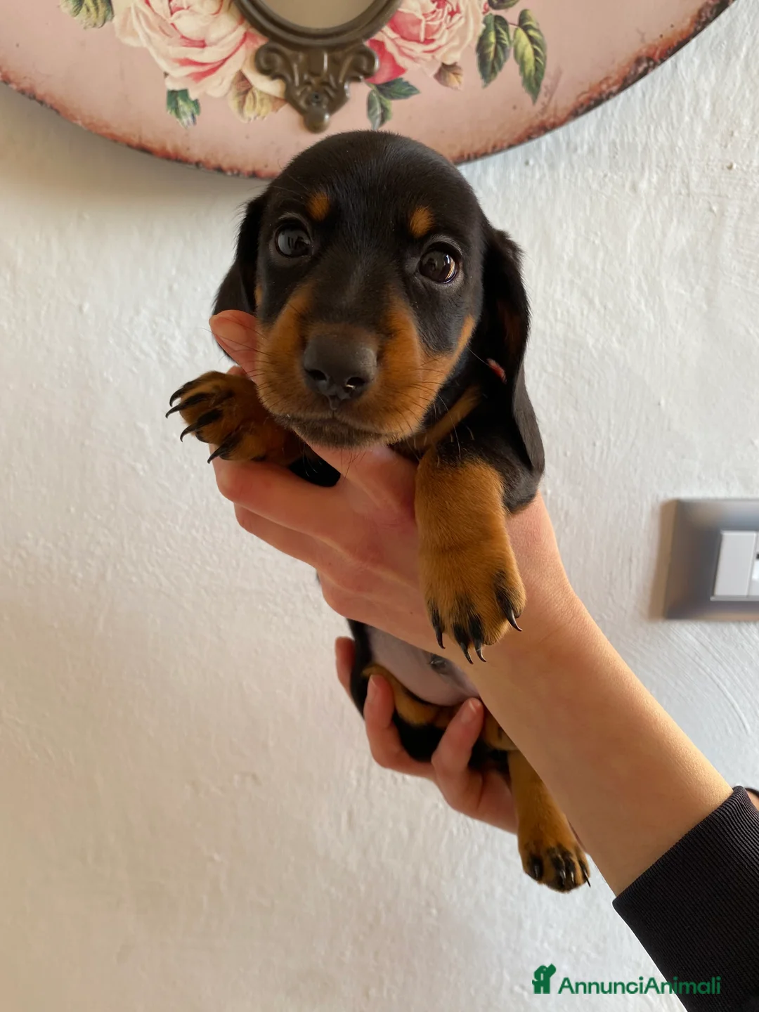 Bassotto cani in vendita: Bassotto nano tedesco a Città metropolitana di Milano - Annuncio 1