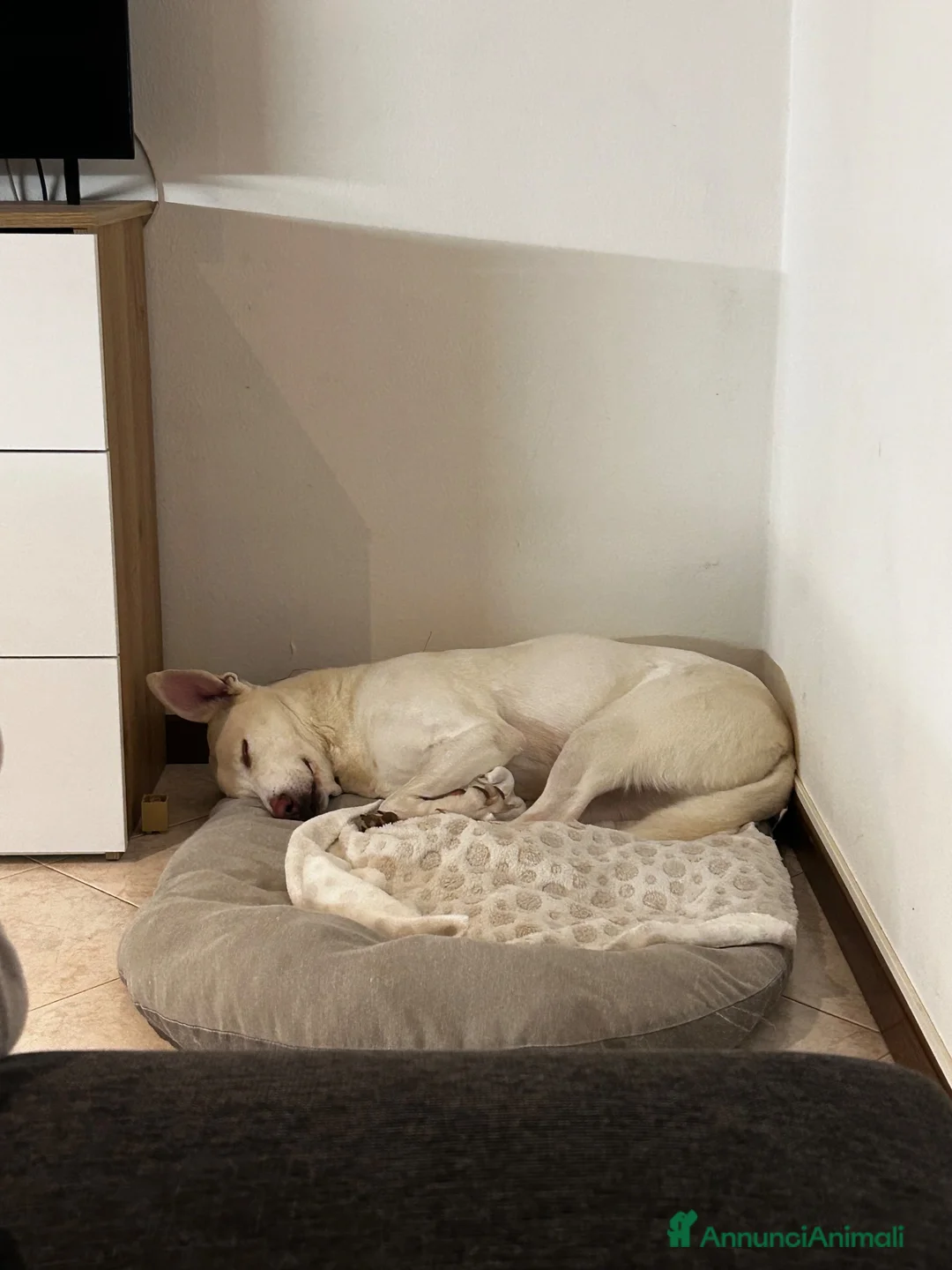 Meticcio cani in regalo: Femmina cerca nuova casa a Provincia di Vicenza - Annuncio 2