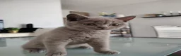 British gatti in vendita: Splendida cucciola di British Shorthair  - Annuncio 6