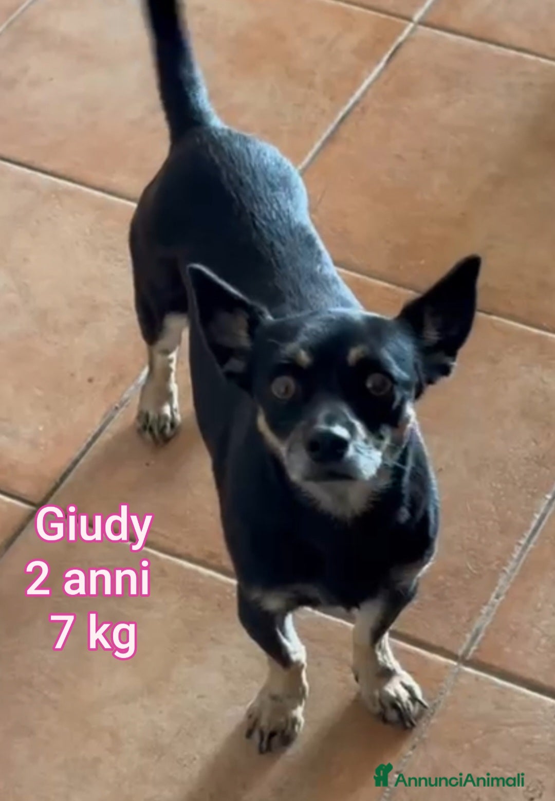 Meticcio cani in regalo: CANI DI TAGLIA PICCOLA E CONTENUTA  - Annuncio 3