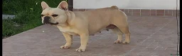 Bulldog Francese cani in vendita: cucciola bulldog francese  - Annuncio 2