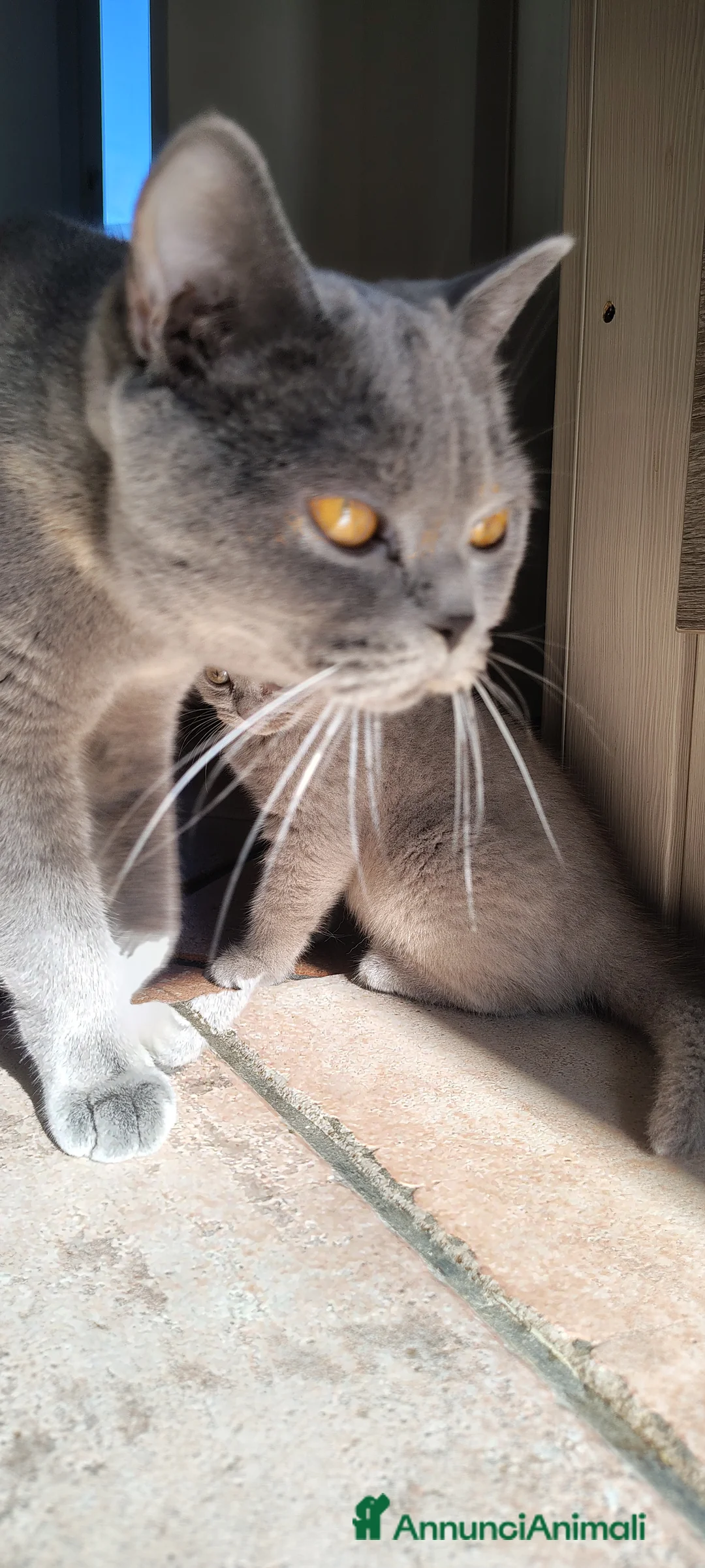 British gatti in vendita: Splendidi gattini di pura razza British Shorthair  - Annuncio 2