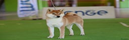 Shiba Inu cani in vendita: Shiba inu , cuccioli disponibili - Annuncio 9