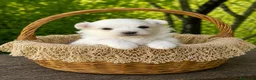 Maltese cani in vendita: Cuccioli di Maltese con pedigree ENCI - Annuncio 14