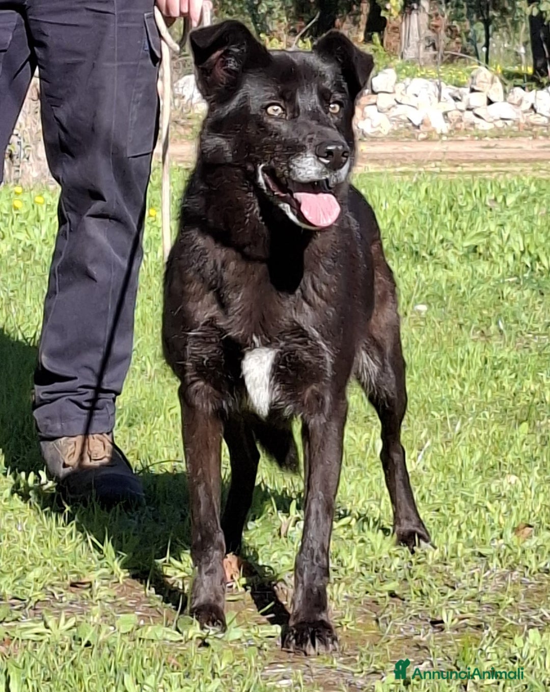 Meticcio cani in regalo: Crik&Crok Cerca Famiglia. Info Monica 3890238584 - Annuncio 14