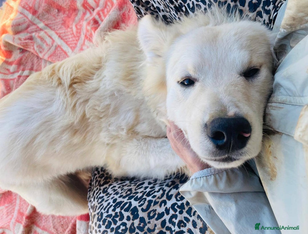 Meticcio cani in regalo: IL MORBIDO E DOLCE AIKO - Annuncio 5