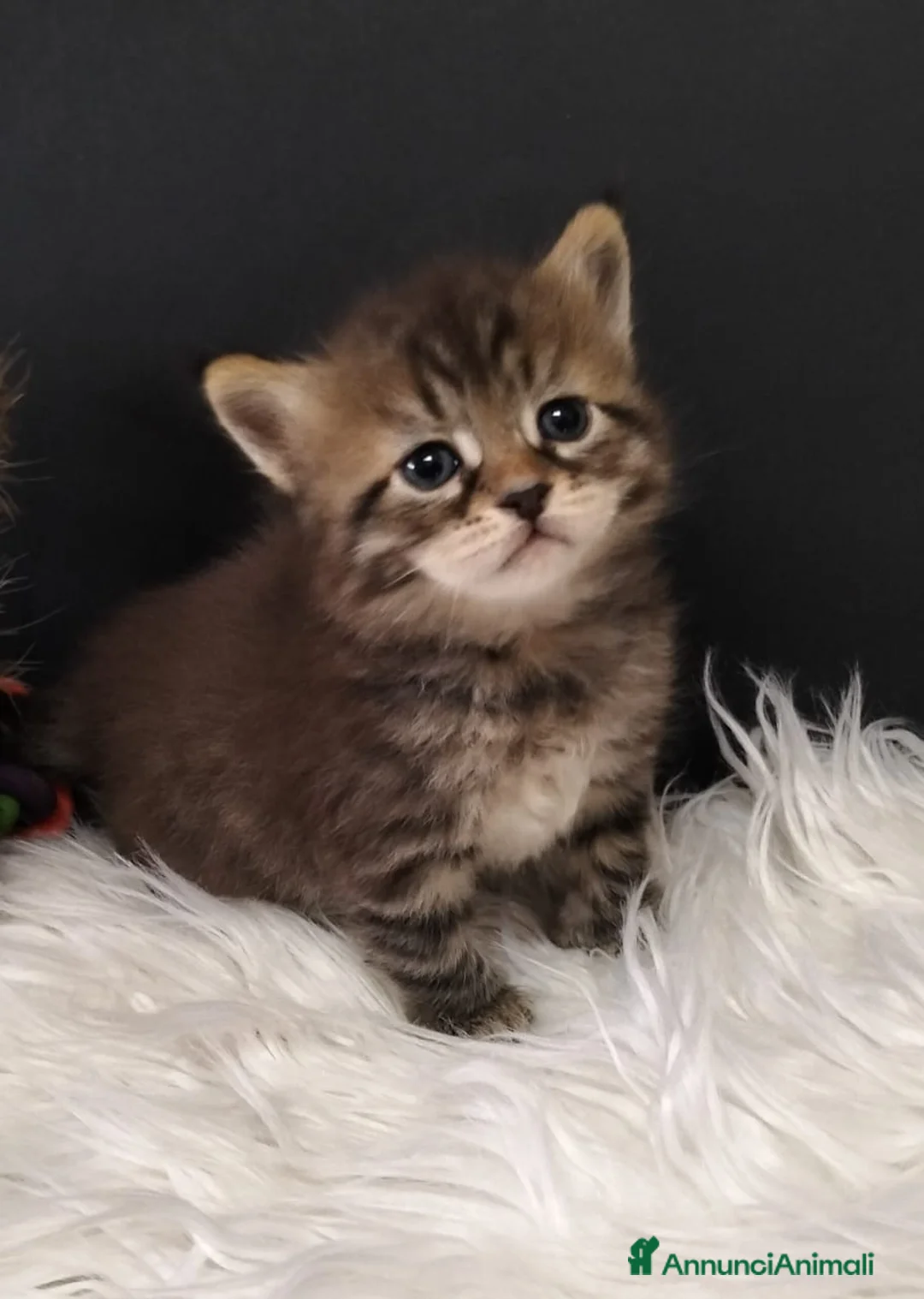 Siberiano gatti in vendita: Siberiano  - Annuncio 5