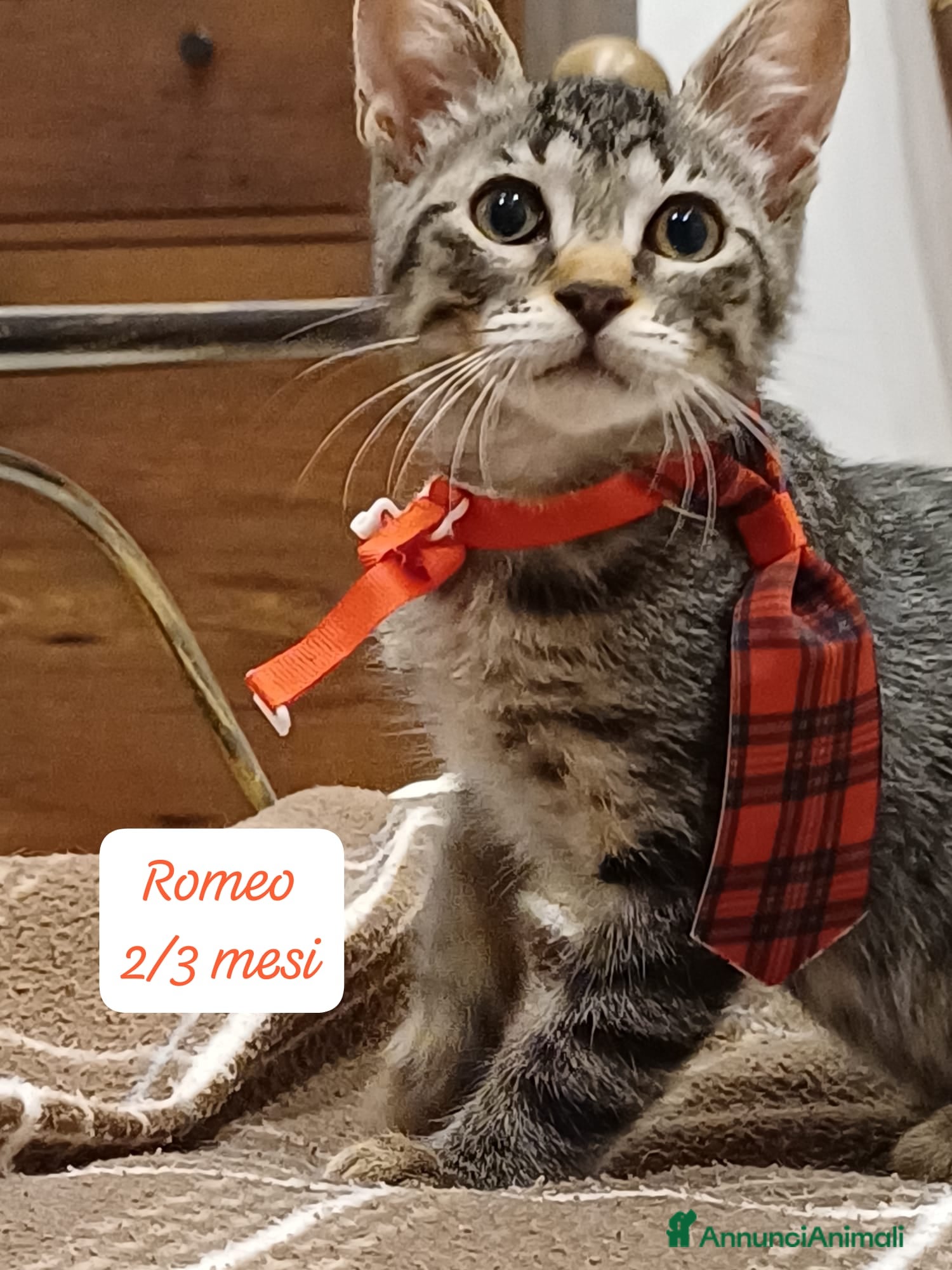 Altre razze gatti in regalo: S.o.S. gattini da salvare  a Città Metropolitana di Bologna - Annuncio 5