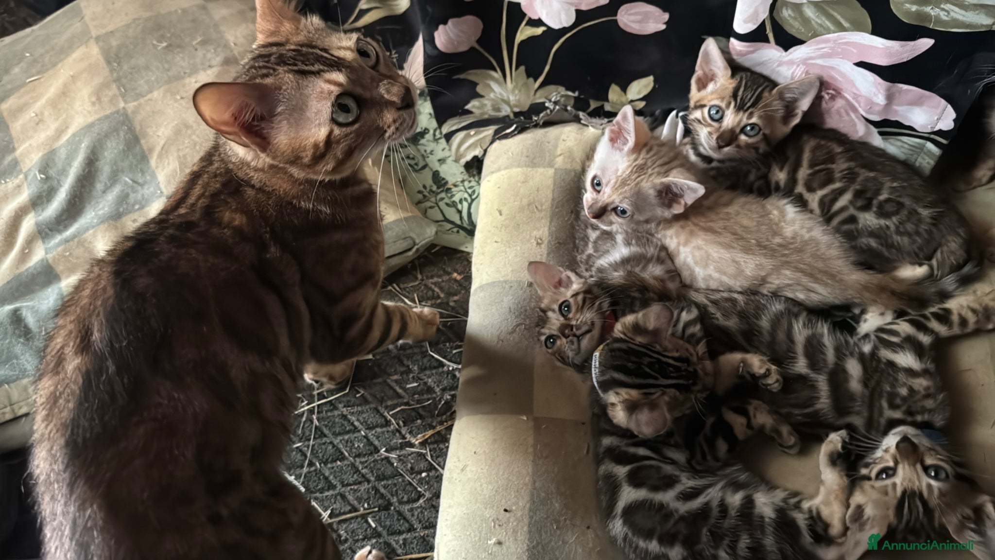 Bengala gatti in vendita: Cuccioli di Bengal / Bengala - Annuncio 5