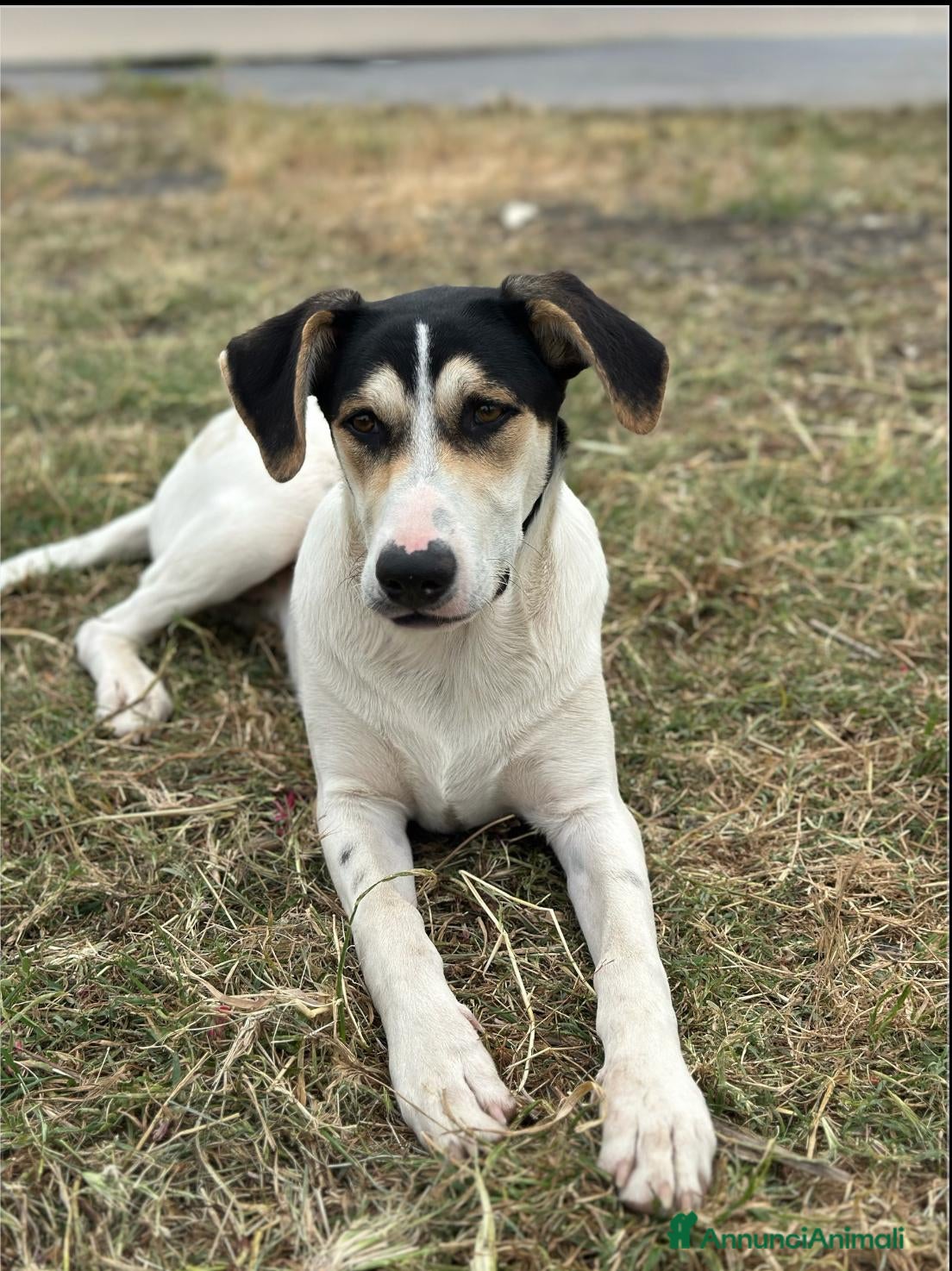 Meticcio cani Eros cerca casa - Annuncio 11