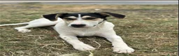 Meticcio cani in regalo: Eros cerca casa - Annuncio 1