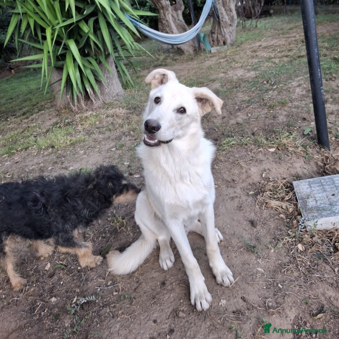Meticcio cani in regalo: SID 💙 - cucciolo dolcissimo, fantastico compagno - Annuncio 4