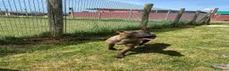 Pastore Belga cani in regalo: MALI', dolce pastore malinois - Annuncio 3