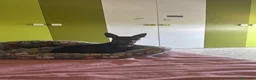 Pinscher Miniatura cani per accoppiamento: PINSCHER MASCHIO DISPONIBILE PER ACCOPPIAMENTO - Annuncio 6