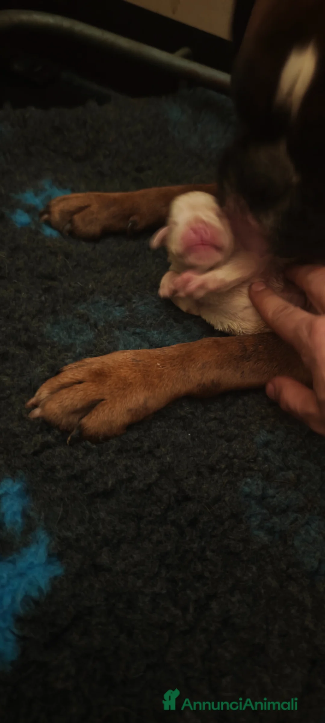 Boxer cani in vendita: Cuccioli boxer a Provincia di Bergamo - Annuncio 1