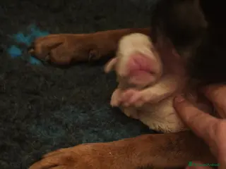 Boxer cani Cuccioli boxer - Annuncio 24