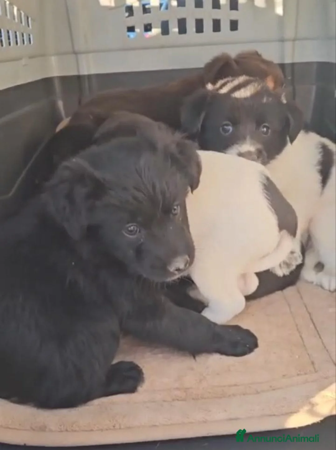 Meticcio cani in regalo: Nicole: 2 mesi taglia contenuta  - Annuncio 2