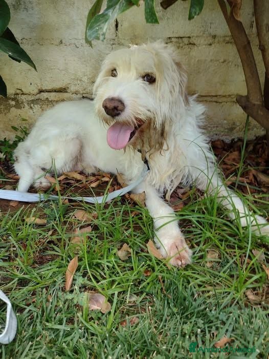 Spinone cani Ettore - Annuncio 3