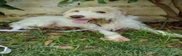 Spinone cani in regalo: Ettore - Annuncio 1