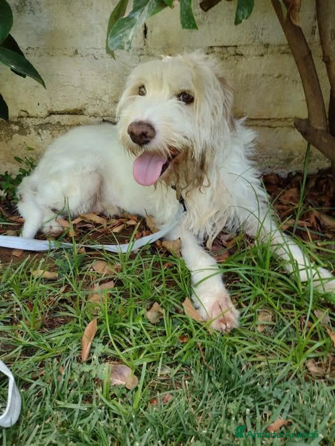 Spinone cani in regalo: Ettore - Annuncio 1