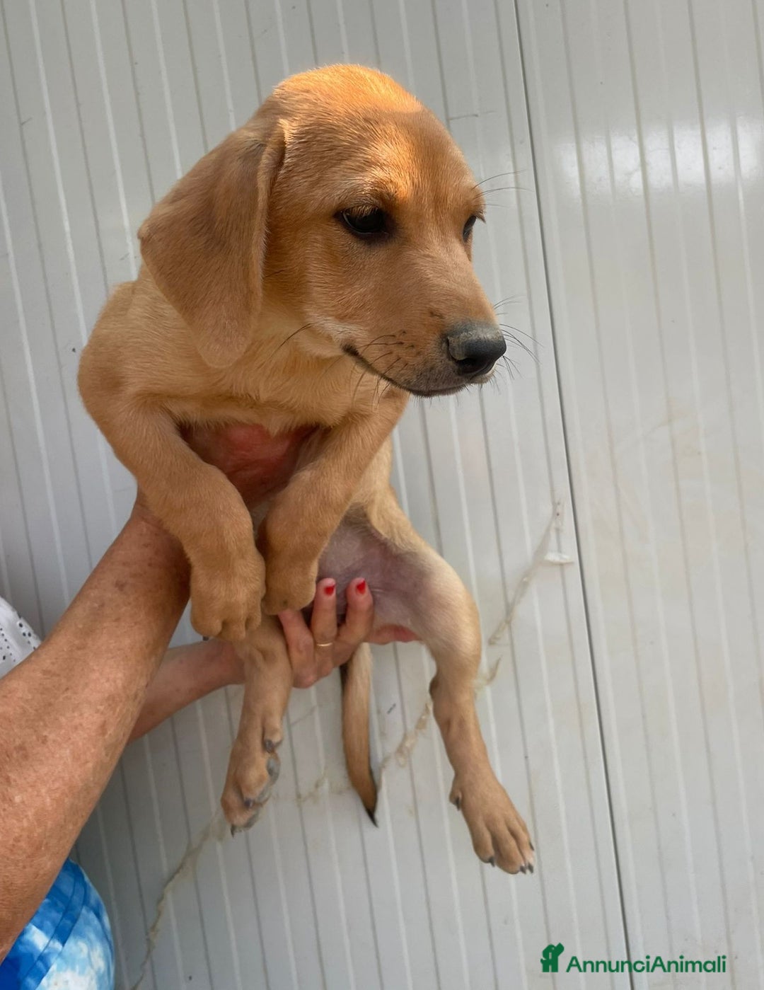 Meticcio cani in regalo: GLI SPLENDIDI AMERICANINI a Provincia di Frosinone - Immagine 9