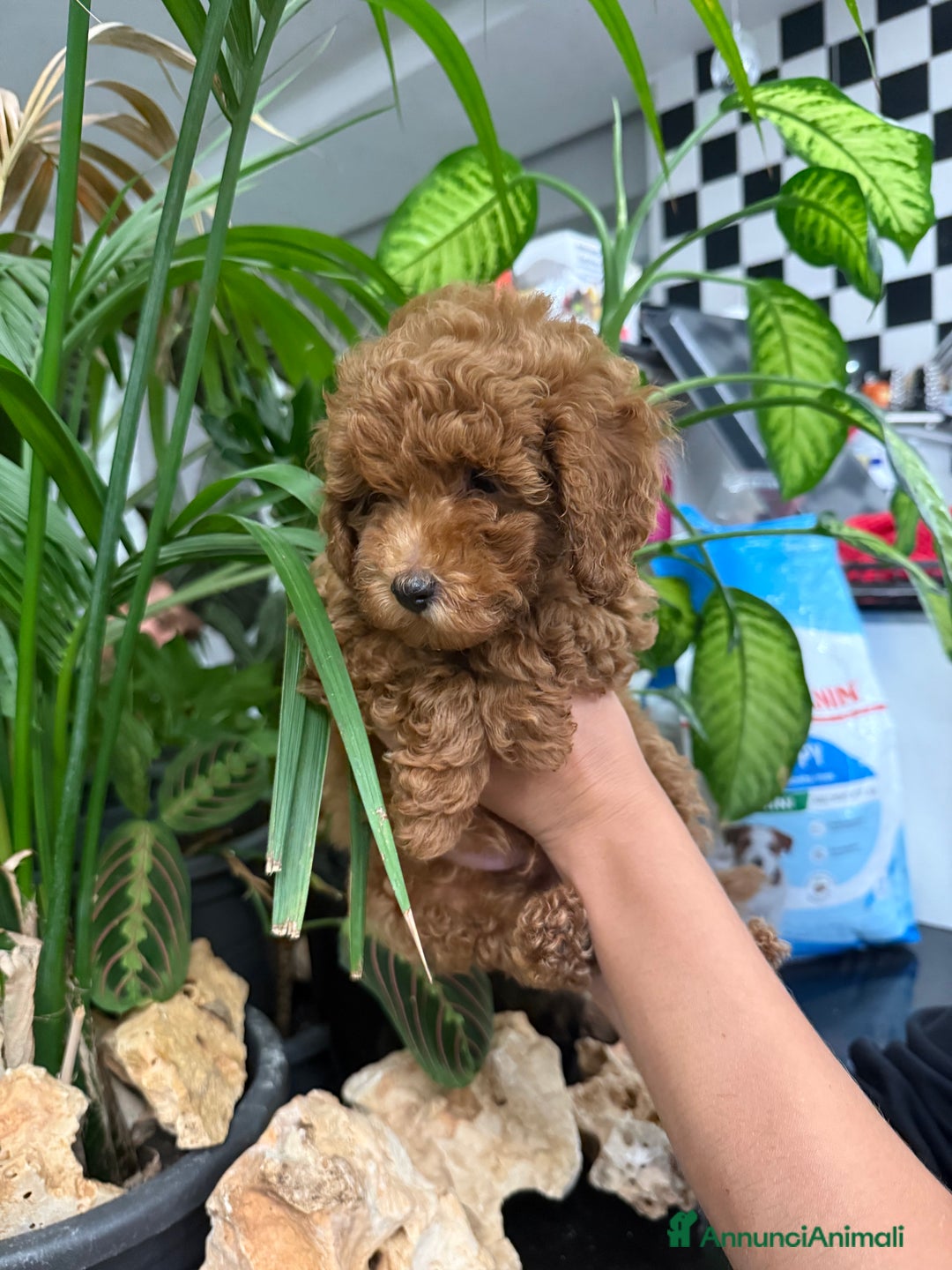 Barboncino cani in vendita: Barboncini nanetti 🐩🐩🐩 - Immagine 11