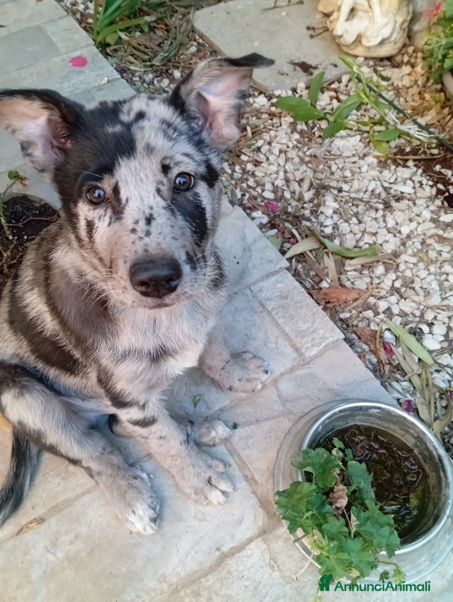 Cane delle Alpi Apuane cani Pastore apuano - Annuncio 1