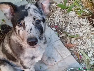 Cane delle Alpi Apuane cani Pastore apuano - Annuncio 26