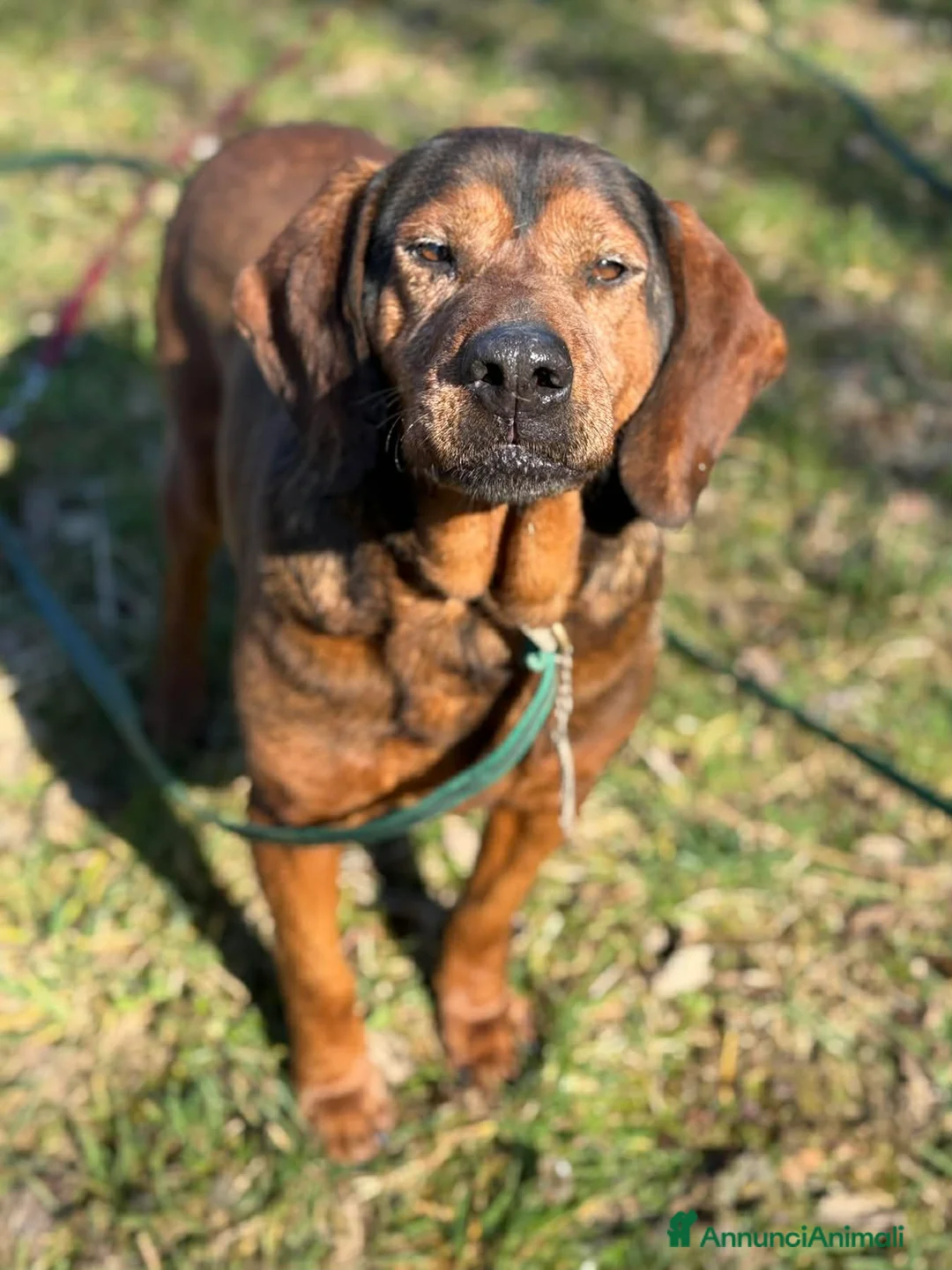 Alpenlaendische Dachsbracke cani in regalo: PASSATEMPO, nonnino rimasto solo cerca casa - Annuncio 3