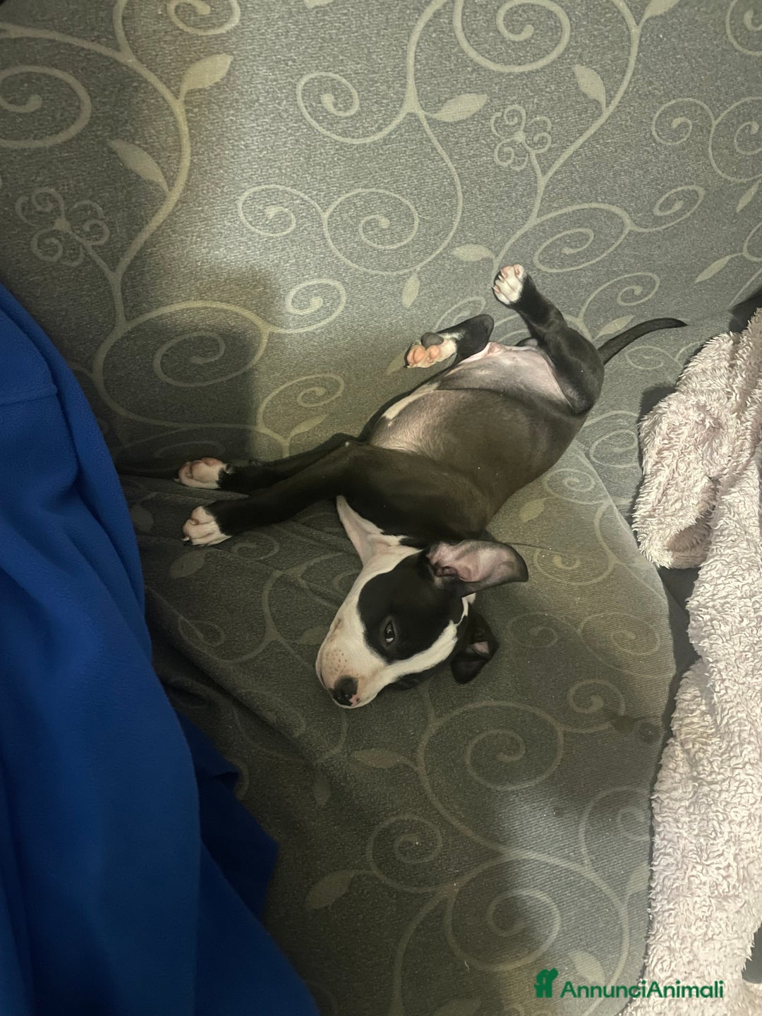 American Staffordshire cani in vendita: splendido cucciolo di amstaff - Annuncio 5