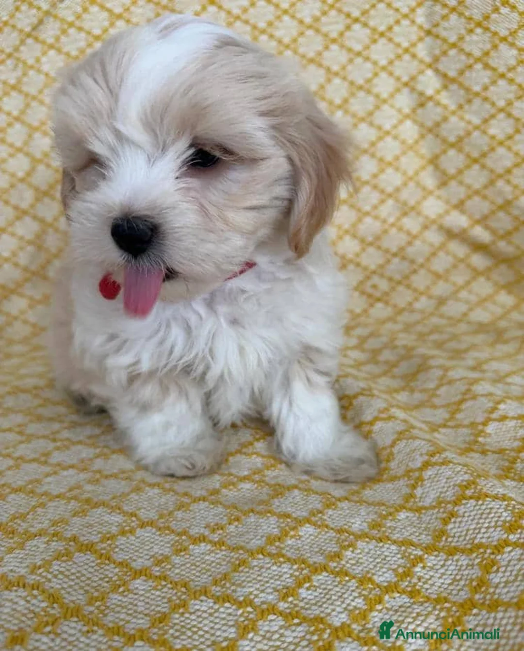Maltipoo cani in vendita: Cuccioli di Maltipoo  - Annuncio 12