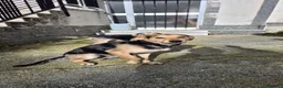 Meticcio cani in regalo: Willy a Provincia di Caserta - Annuncio 3