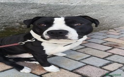 Altre razze cani in regalo: Amtaff cerca casa - Immagine 6