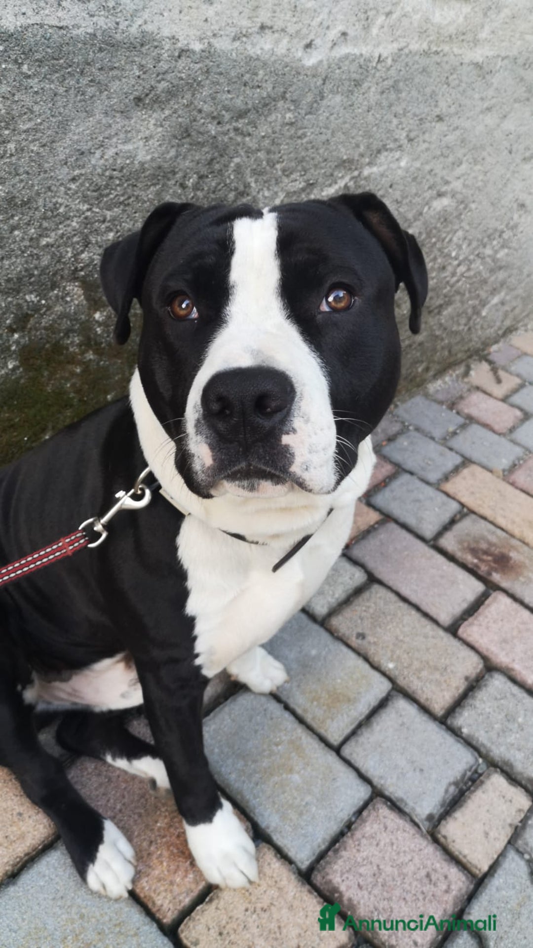 Altre razze cani in regalo: Amtaff cerca casa - Immagine 6